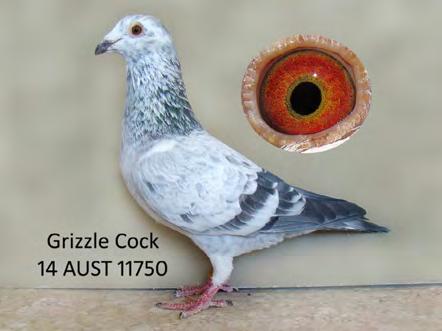 The Gabby Vandenbeeles Originally from Jack Vanderlinden and two hens from Laurie Dennis. WITTENBUIK STAR features in both pigeons. Most flyers know the value of the Gabbys.
