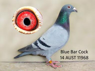 Lot 4. AUST 14.11753 Blue Check Cock Raven Van Loon Half brother to IRISH PRIDE & BLUE CAVIAR. Same as Lots 5,6 & 31. Medium size, the right colour eye.