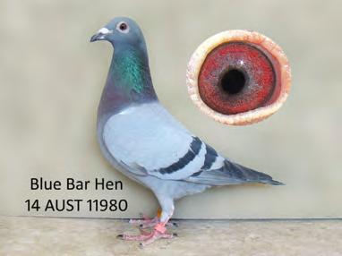 Dam SA 11.14409 BB daughter of SUPER HERO. World famous Euro Ace pigeon in all Western Europe. 11939 is an outstanding pigeon, strong back, excellent wing (speed wing) Pedigree in back of catalogue.
