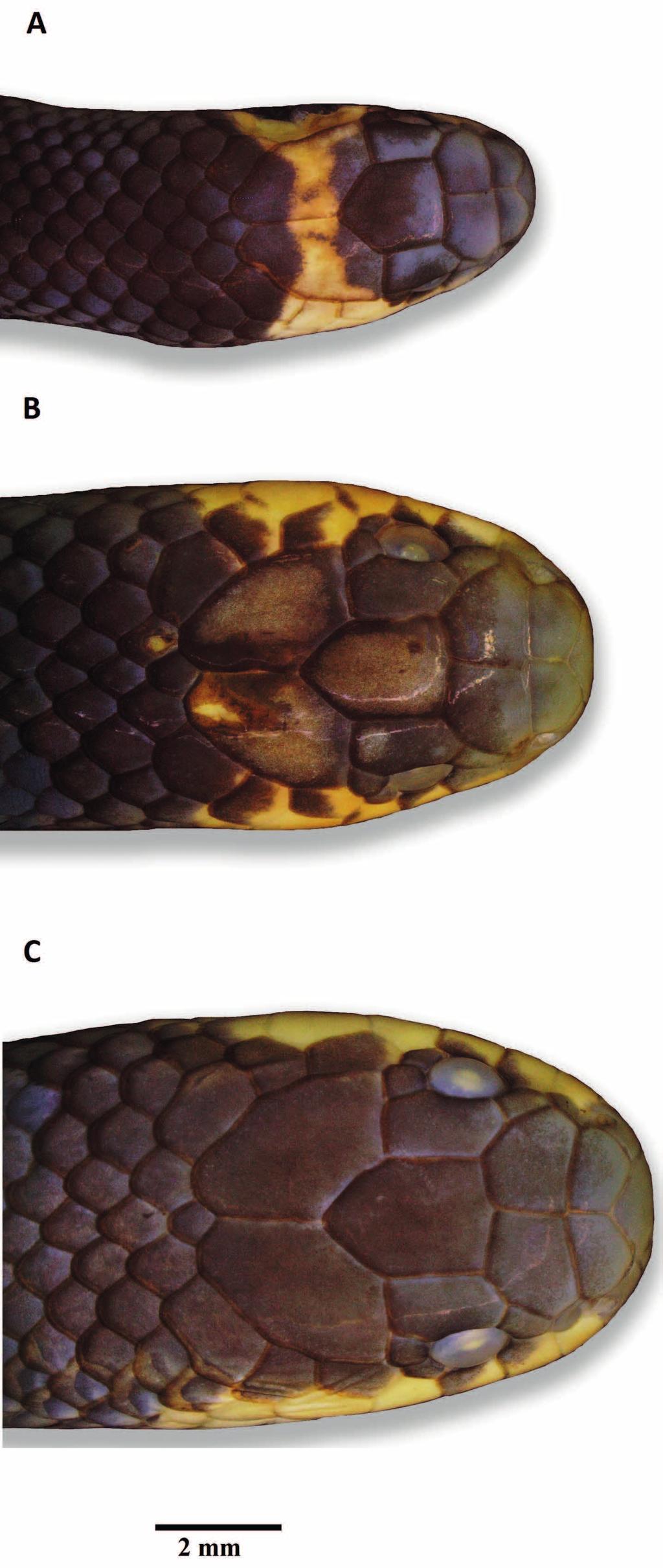 New species of Micrurus from the Amazon to snout distance (2.8 mm) 1.1 frontal length; supraoculars almost rectangular (1.2 2.5 mm); parietals longer than wide (2.55 3.