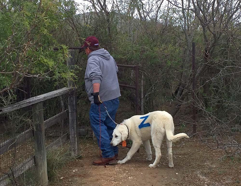 It is a challenge working with the trapper and having livestock guardian dogs to trap