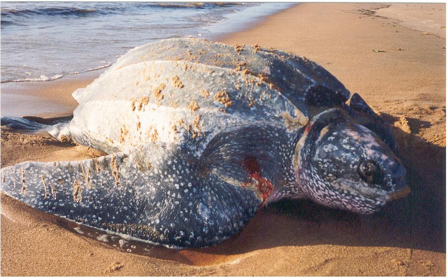 3.1.4 Threats Egg poaching was strongly reduced compared to former years and could not be considered a serious threat to leatherback nests in Suriname in 2002.