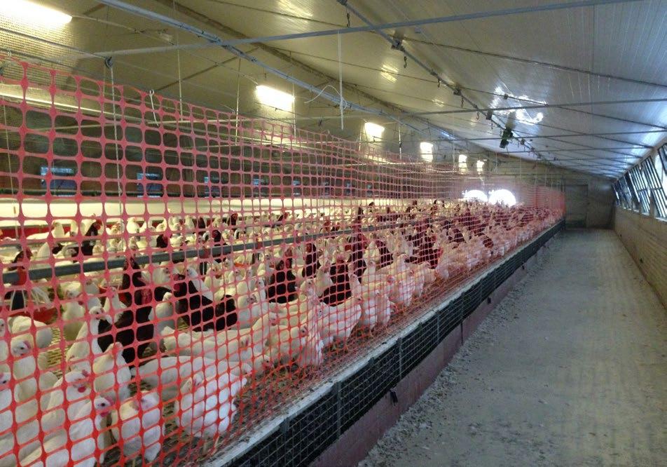 Transition Period from Rear to Peak Egg Production (continued) Transfer to the Laying House Barn and aviary birds must be transferred to the layer house a minimum of 14 days before the first egg.