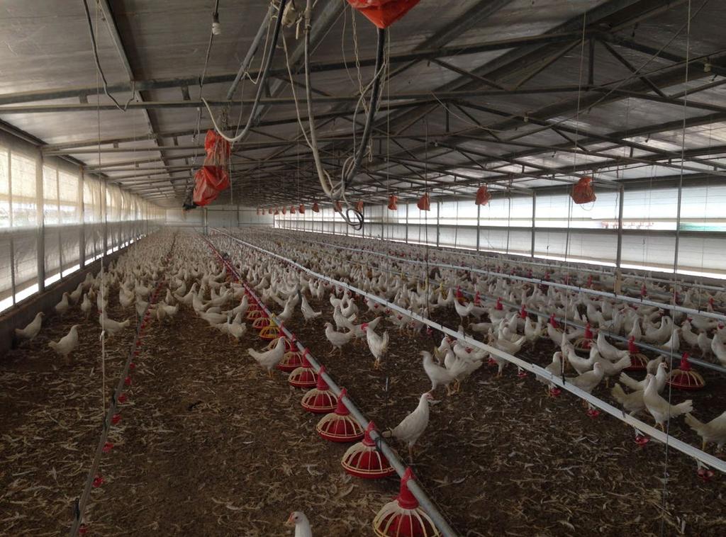 Generally, alternative production systems fall into three broad categories: barn systems, aviary systems, and free range systems (which are not covered in this Management Guide).