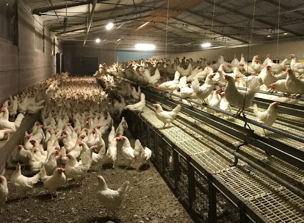 Aviary systems are typically designed to have feeders on some levels, and nests and waterers on other levels. Manure belt disposal systems are provided on elevated levels of the system.