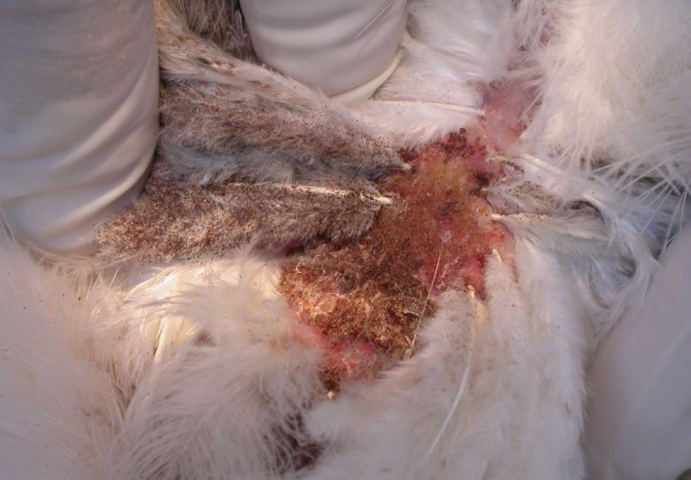 Northern fowl mite is usually found on the downy feathers surround the cloaca (vent). They live on the bird for their entire life, but can survive off the bird for three weeks.