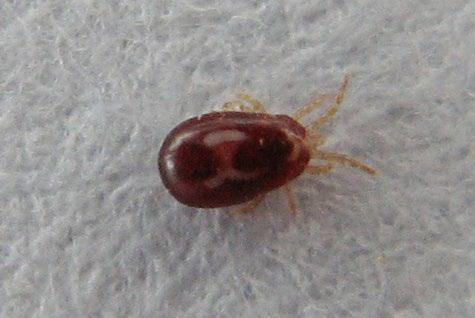 External Parasites (continued) Red Mite (Dermanyssus gallinae) Red mite is an important external parasite in laying flocks in all systems of management.