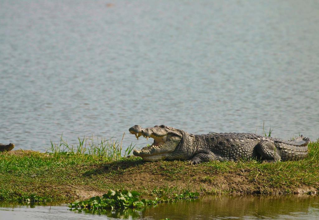 Why count crocs in Charotar?