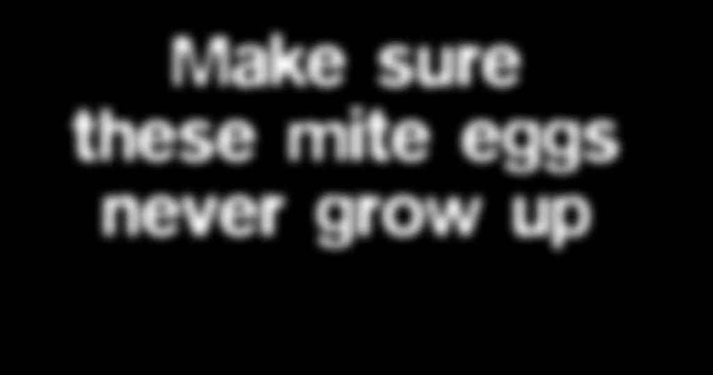 mites Make sure these mite eggs