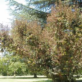 For dilute sprays on large pear trees use a water volume of 2500 L/ha.