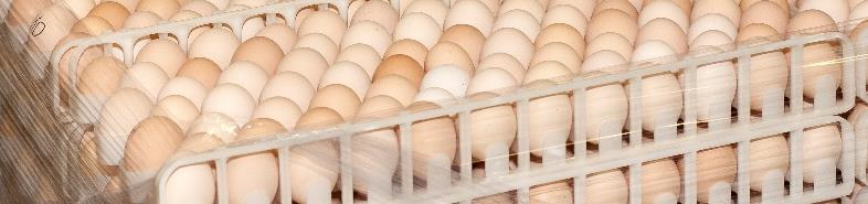 7 2. INCUBATION AND HATCHING OF EGGS Food Safety & Biosecurity: Industry Standards for Alberta Registered Hatcheries: - All registered