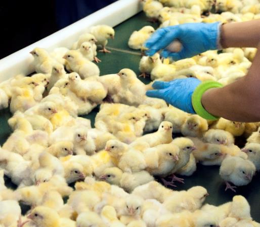 Hatchability: Industry Standards for Alberta Registered Hatcheries: - Maintain a minimum hatchability of 70% Quality Assessment of Chicks: