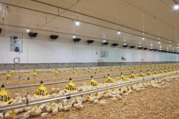 8 4. HANDLING OF CHICKS AT THE FARM Food Safety & Biosecurity: Industry Standards for Alberta Broiler Producers: - All registered broiler producers are certified under the OFFSAP 1 program - Comply