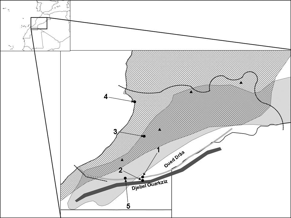 Tarentola and other gekkonid records from Djebel Ouarkziz 15 Fig. 1. Distribution of Tarentola mauritanica ssp. (squared grey) and T. boehmei (uniform grey) in Morocco.