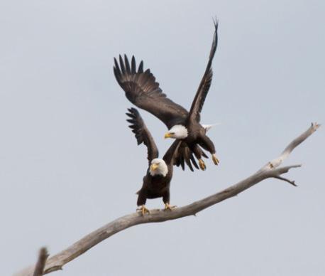 Your contributions will support the maintenance of a long-term dataset on Bald Eagles (Haliaeetus leucocephalus) and their productivity.