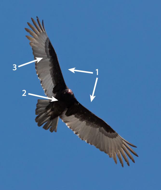 Characteristics: Turkey Vulture Characteristics: Black Vulture 1. Dihedral wing shape (forming a V-shape angle) 2. Solid black body 3. Contrasting silver underside of wings.