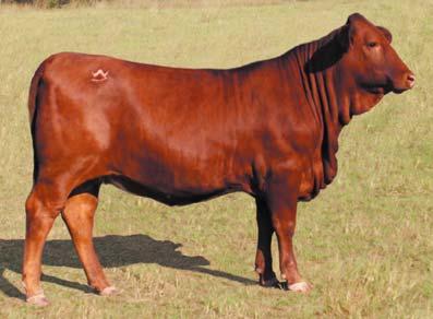 22 Open Heifer ID #: 1015/10 FRENCH LADY Breeder: Welkener BBU #: C1003284 DOB: 10-15-10 Classified: NP Color: Red CF French Connection DNA 514037A PV 1015/10 French Lady **Miss Elite L2 CaptainSugar