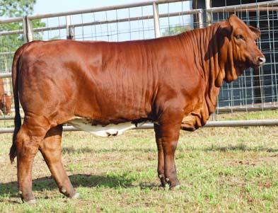 **Cherokee Phantom **Sugar Ann **Madam X **Lazy M 1-5/5 Warrior III Southern Princess We are pleased to offer you an opportunity to purchase some of the best females we have raised.