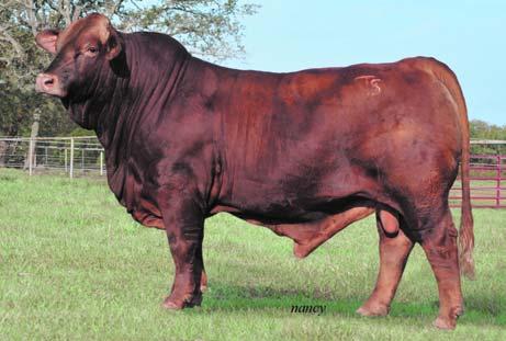 31 Herd Sire 281-9 Ace In The Hole DNA 249A BT 8285A Red Momma *Black Jack 21 Sugar Pie **Painted Tiger **Roebuck 653/3 ID#: 281-9 Breeder: T Five BBU#: C989163 DOB: 09-08-09 Classified: NP Color: