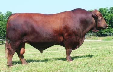If your classic Beefmaster breeding program is in need of an exclusive, donor quality female, with a pedigree to be matched by no other in this century, take a serious look at Gator 0127.