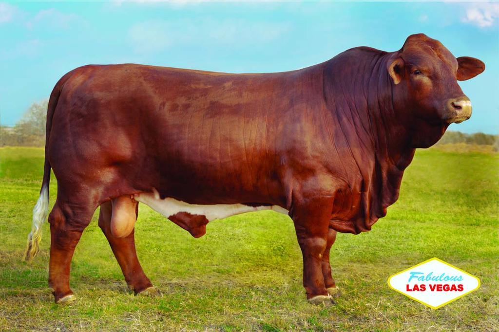 His excellent conformation, red color and his outstanding pedigree provide superior traits.