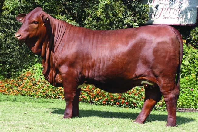 Her sire is CF French Connection who Lyssy Beefmasters Oasis - dam of CF 459 purchased for $34,000 in our 2009 Southern Tradition Sale.