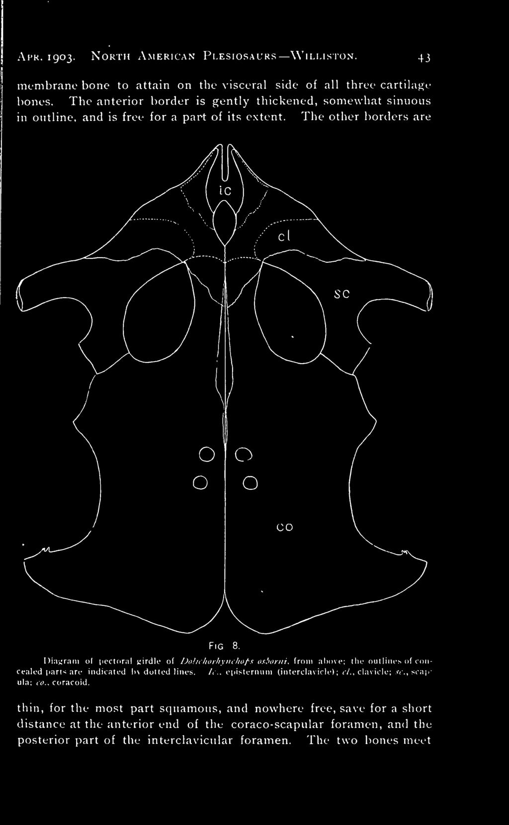Diagram <>( pectoral girdle of Dolichorkynchops osborni^ from above; the outlines of concealed parts are indicated by dotted lines. lc, episternum (interclavicle); cl.