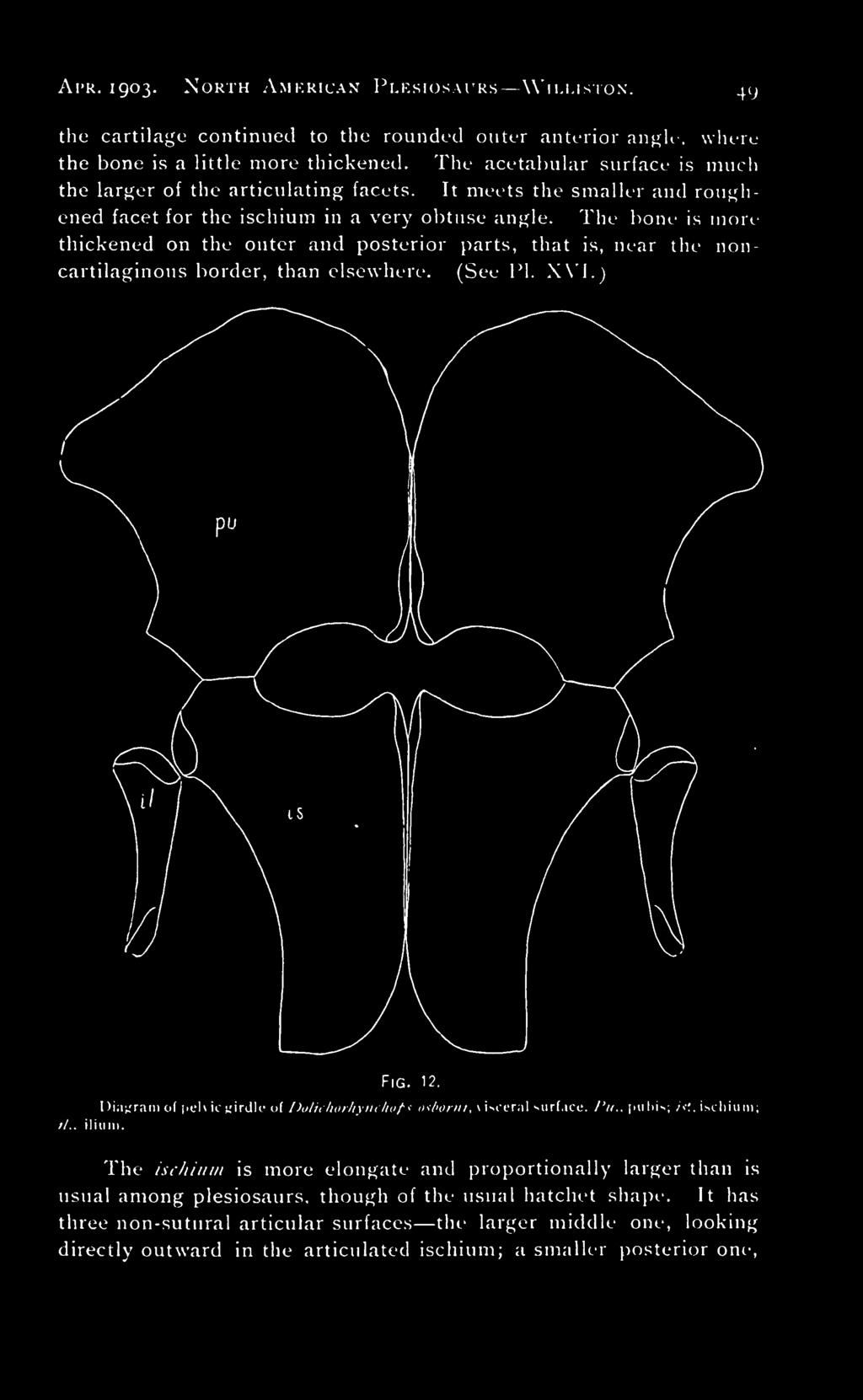 The bone is more thickened on the outer and posterior parts, that is, near the noncartilaginous border, than elsewhere. (See PI. XVI.) Fig. 12.