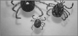 Combating tick-borne infections Tick control is the one point where we all agree Simultaneous exposure to multiple tick-borne agents increases the likelihood of developing more severe clinical