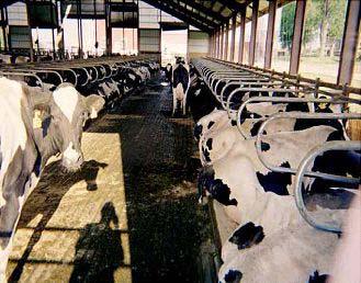 EFFECT OF LAMENESS ON REPRODUCTION Research Indicates That: In a 100 cow herd, 30 to 60 cows/year will be treated for