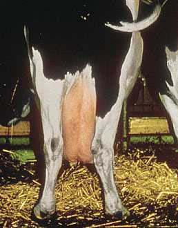 EFFECT OF LAMENESS ON PERFORMANCE Areas Impacted: Reproductive Performance Dry Matter
