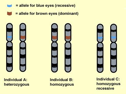 11a) DOMINANT ALLELE: its trait will win when at least one of the paired alleles is