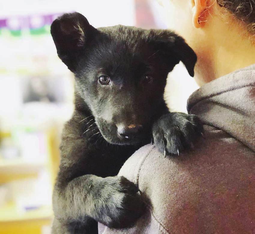first animal rescued from the Oakland Animal Shelter, a three-legged