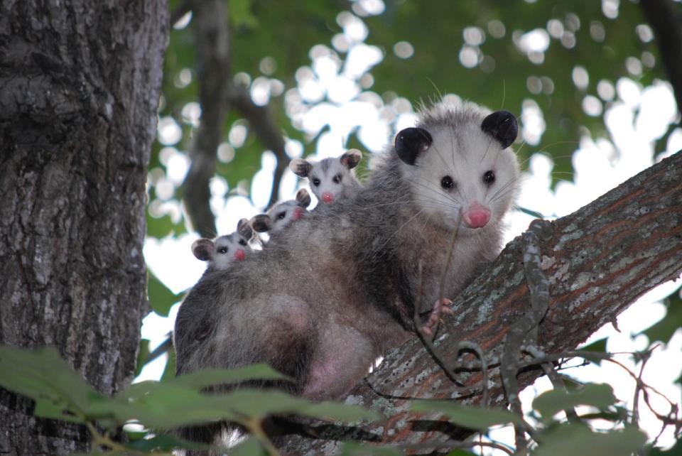 Opossum Didelphis virginiana Other common names Virginia Opossum, possum Introduction The opossum is the only marsupial found in the United States.