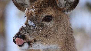 TREATMENTS Marginal deer reductions on