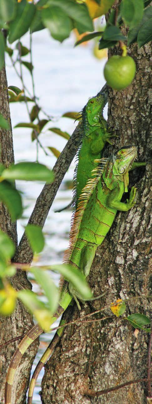 An Invasive Species The green iguana (Iguana iguana) is a large lizard not native to Florida.