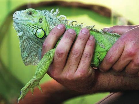 Captured iguanas must be kept in captivity as pets or