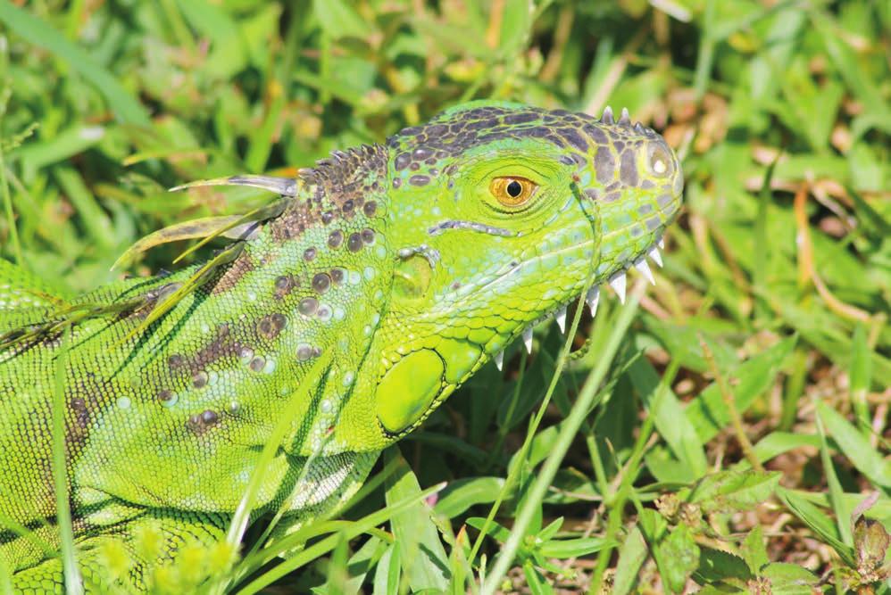 Regulatory Status Iguanas are a nonnative species in Florida and are not protected, except by animal welfare laws.