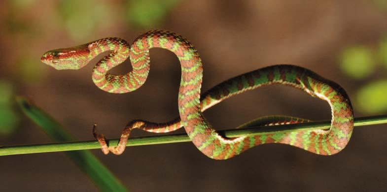 DISCUSSION Malhotra and Thorpe (2004) proposed a splitting of the genus Trimeresurus auctorum into several genera, based on hemipenial and molecular data.