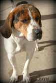 We will watch the shelters and alert you when we hear of one in need. JENNY. I m a young and stocky hound mix.