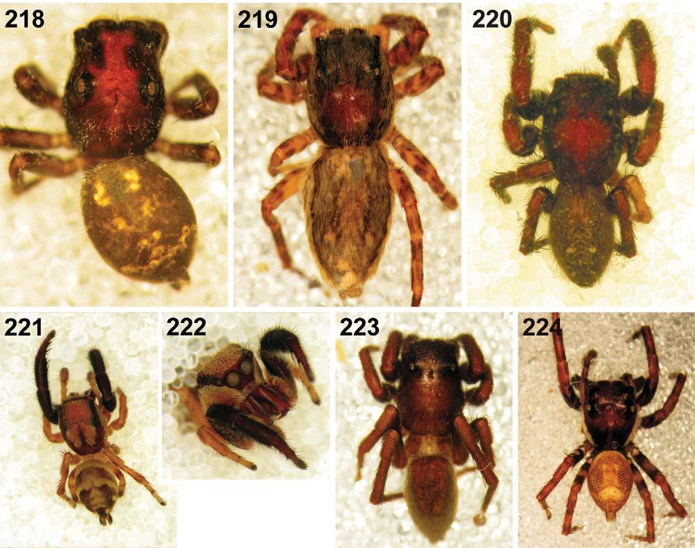 96 AFRICAN INVERTEBRATES, VOL. 50 (1), 2009 Figs 218 224. Digital microscope photographs of the habitus of jumping spiders from Ndumo Game Reserve: (218) Massagris natalensis sp. n., male (photo T.