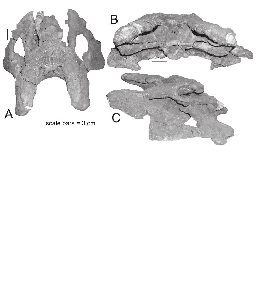 DEFINITION AND CORRELATION OF THE LAMYAN 361 FIGURE 4. Partial skull of Pseudopalatus sp.