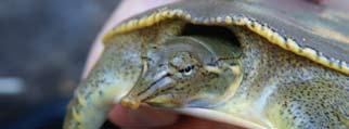 ..3 Spiny Softshell Turtle James Rice (Figure #3) nasal septum with