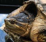 .. Common Snapping Turtle (Chelydra serpentina).