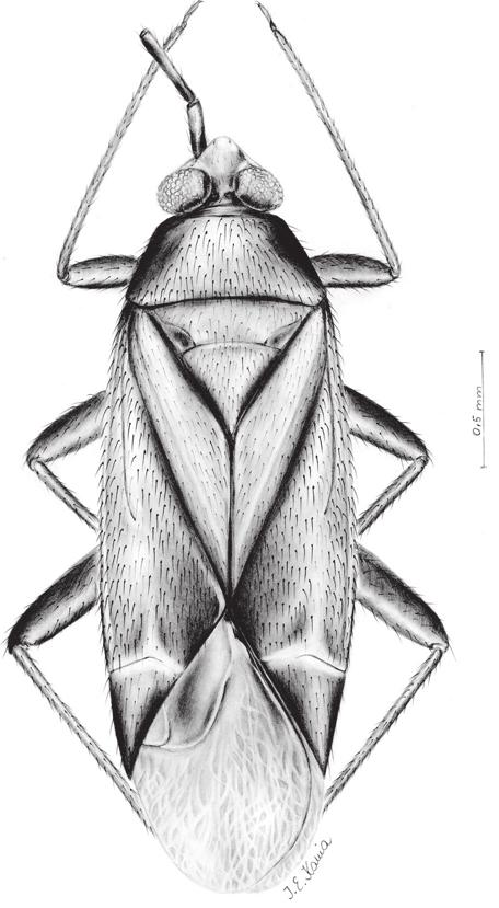 Fig. 4: Epigonopsallops groehni nov.sp.; holotype, Y, dorsal view. Fig. 3: Epigonopsallops groehni nov.sp.; holotype, reconstruction, dorsal view. Fig. 5: Epigonopsallops groehni nov.sp.; holotype, Y, ventral view.