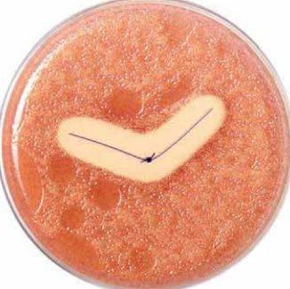 Reducing Colonization The petri dish image is for illustrative purposes only, zone of inhibition testing results