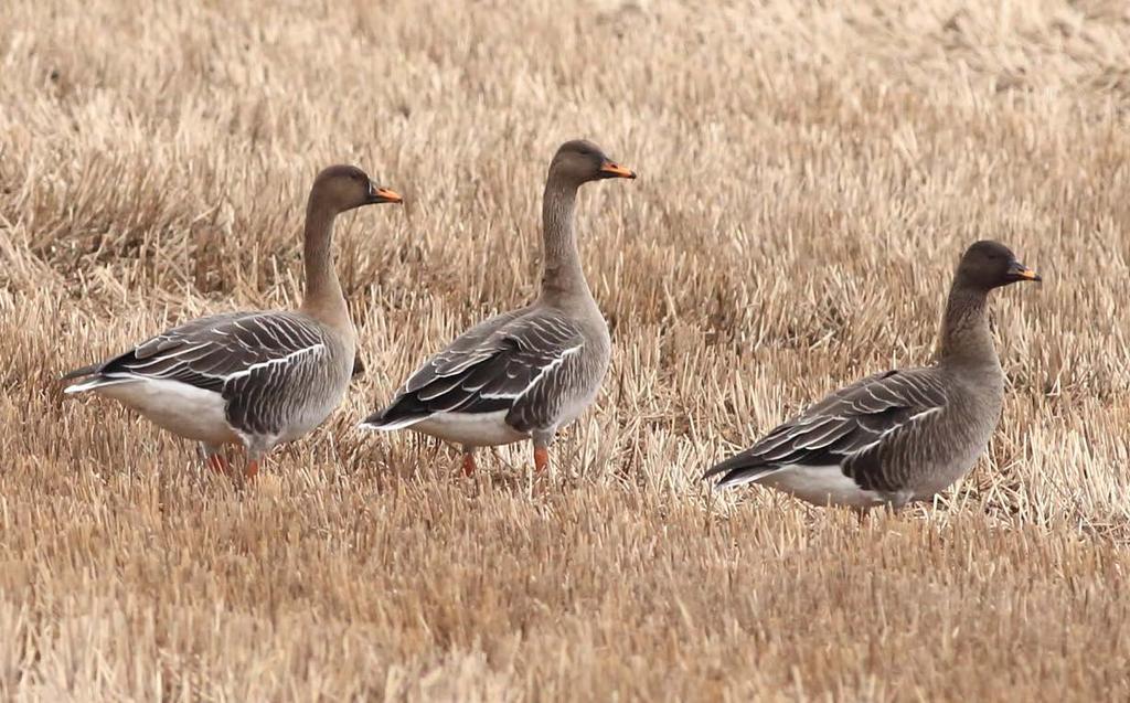 Taiga Bean Goose: Four management units with some overlap + overlapping