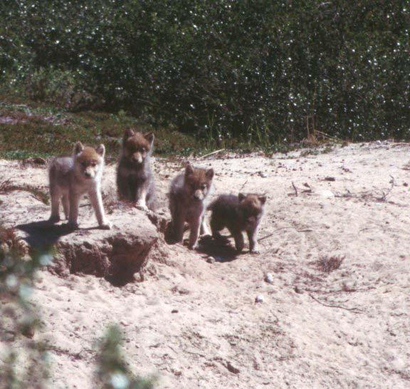 Also noteworthy is that the maximum range of pups doesn t change much over the years because we often find at least some dens with 5 or 6 pups, even when litter loss is widespread.
