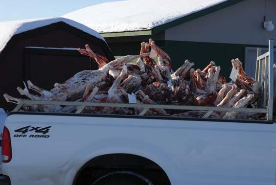 Carcass Examination We sampled wolf carcasses obtained from hunters from January to April during