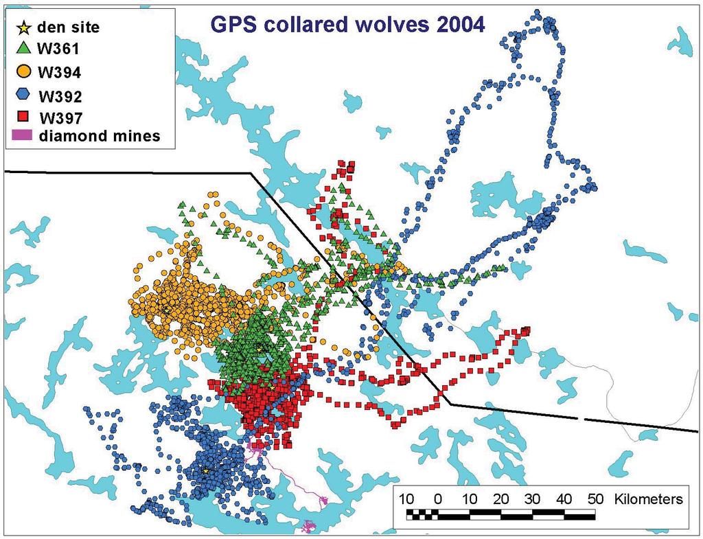Movements of GPS-collared Wolves Wolves were captured and collared at the Ekati mine area in June 2004 to monitor their den sites, assist in counting pups and to map movements around the mine claim